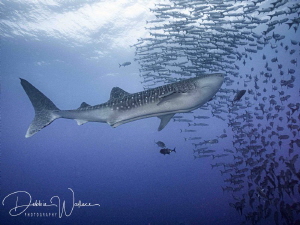 I was photographing a VERY large school of barracudas whe... by Debbie Wallace 